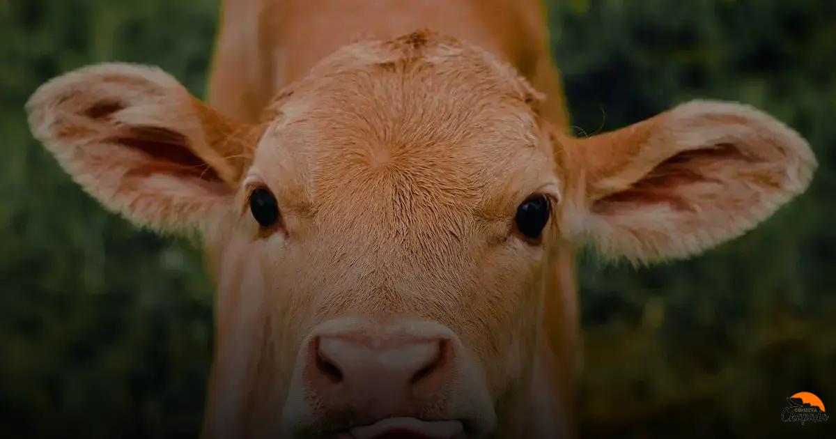 Hospedagem e Autenticidade: Onde Ficar na Chapada Diamantina