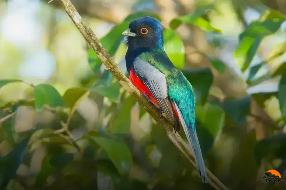 Birdwatching na Chapada Diamantina