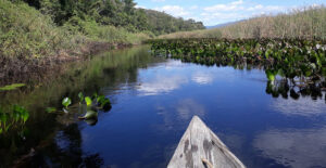 Importância Ecológica da Trilha do Marimbus